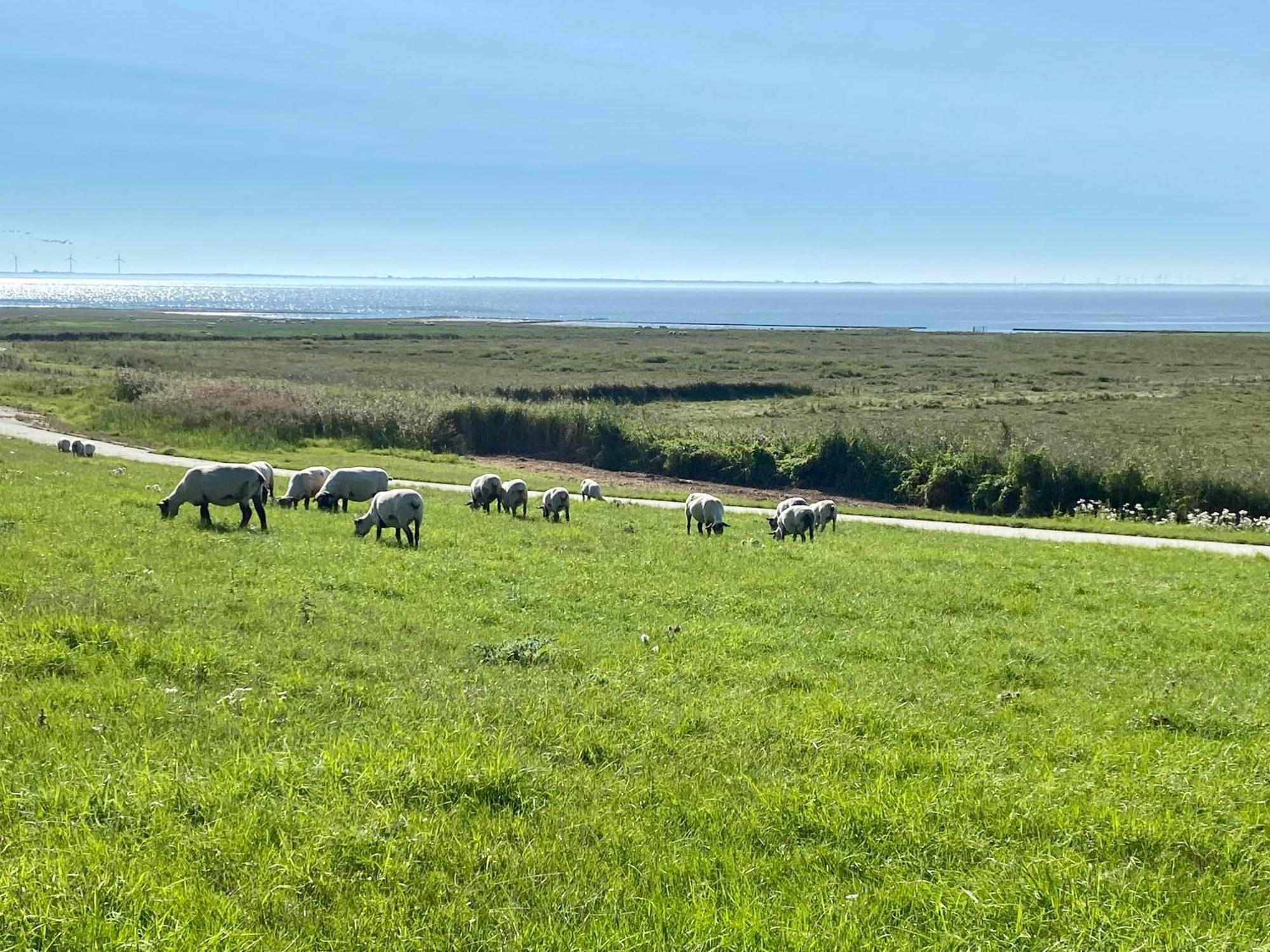 Haus Meerauszeit - Erholung An Der Nordsee Schweiburg المظهر الخارجي الصورة